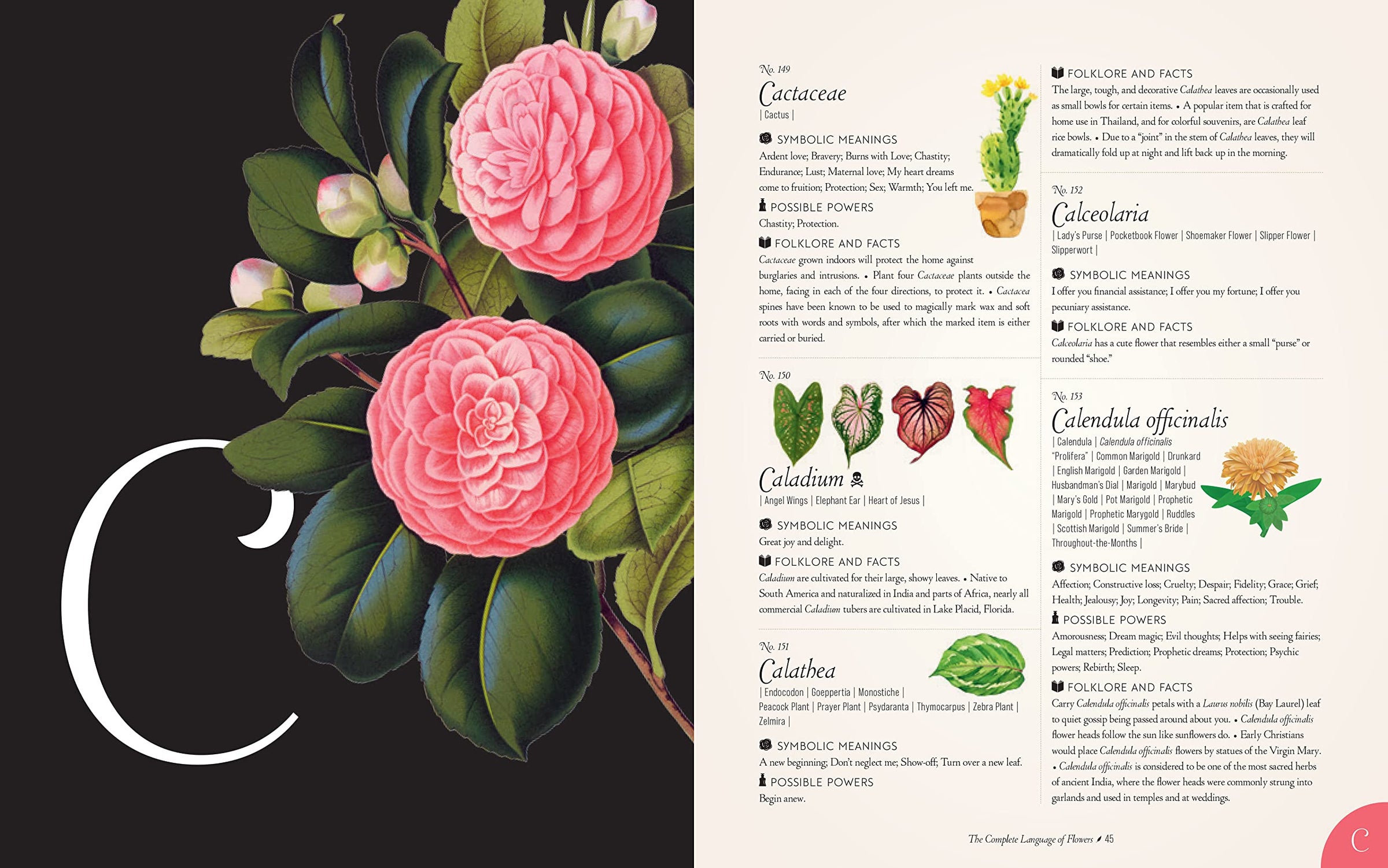 The Complete Language of Flowers: A Definitive and Illustrated